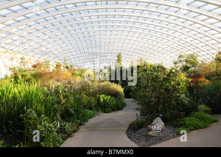 Innenansicht des Great Glasshouse National Botanic Garden of Wales Llanarthney Carmarthenshire Wales Stockfoto