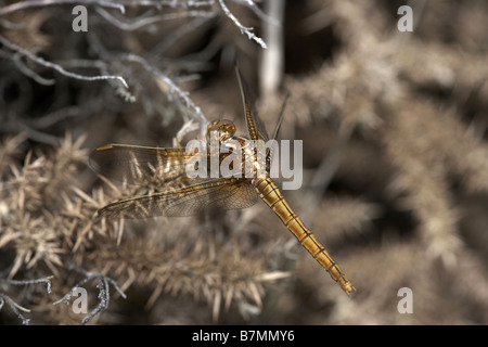 Gekielte Abstreicheisen Orthetrum Coerulescens weiblichen höheren Hyde Heide Reserve Dorset England UK Stockfoto