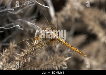 Gekielte Abstreicheisen Orthetrum Coerulescens weibliche Libelle höhere Hyde Heide Reserve Dorset England UK Stockfoto