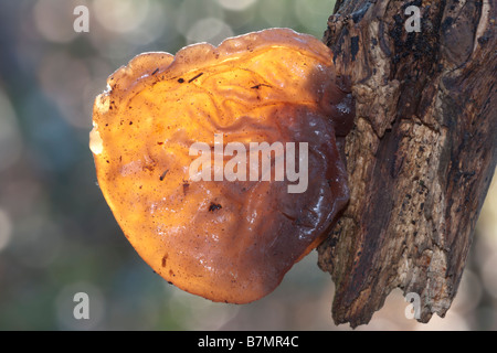 Gelee-Ohr Pilze Auricularia Auricula-judae Stockfoto