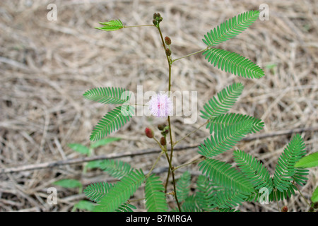 Berühre mich nicht Pflanze mimosa Stockfoto