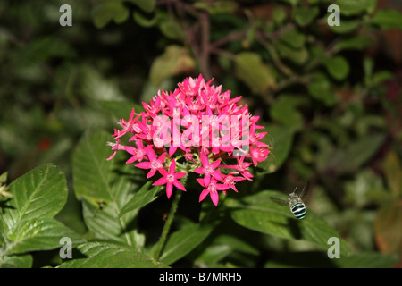 Eine Biene fliegen in Richtung einer Blume Stockfoto