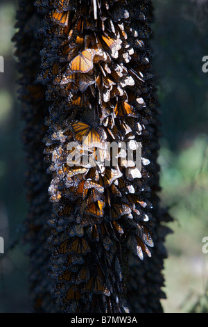 Monarchfalter Masse auf einem Ast in den Berg Cerro Chincua der Monarchfalter Biosphärenreservat Stockfoto