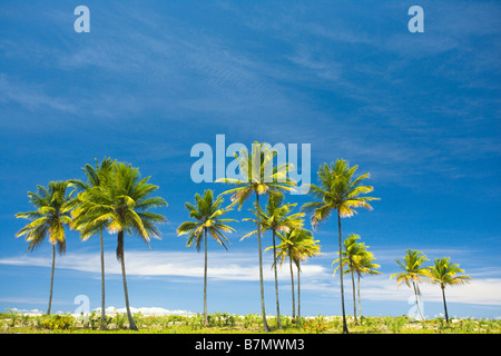 Palmen vor strahlend blauem Himmel in Brasilien Stockfoto