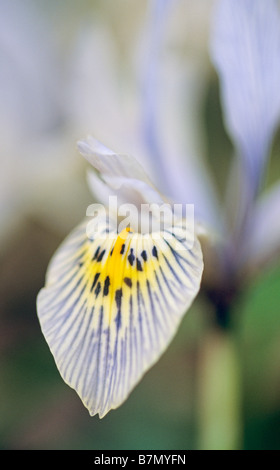 Iris Histroides "Katharine Hodgkin" Stockfoto