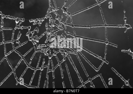 Eis auf einem Spinnen-Netz während einer Raureif. Stockfoto