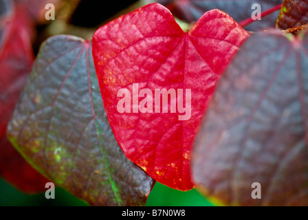 Herzförmige Blätter von Disanthus Cercidifolius (Redbud Hazel oder japanischen roten Witchhazel) in Herbstfarben. Stockfoto