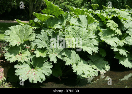 Riesen Rhabarber Gunnera Tinctoria, Gunneraceae Stockfoto