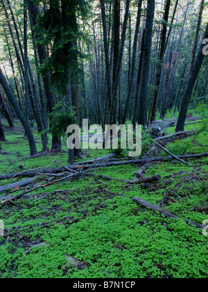 Szene aus Millcreek Canyon Wanderweg über Salt Lake City, Utah. Stockfoto