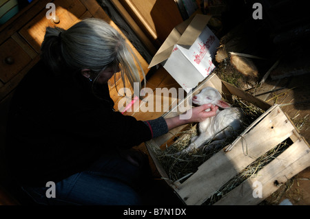 Stock Foto einer kleinen Saanen Kind Ziege betreut in der Küche ein Kleinbetrieb Stockfoto