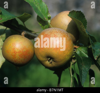 Die Reifen "Egremont Russet" Äpfel auf dem Baum, Devon Stockfoto