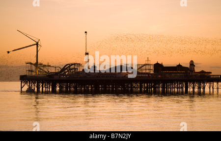 Stare fliegen über Brighton Pier bei Sonnenuntergang, Sussex, UK Stockfoto