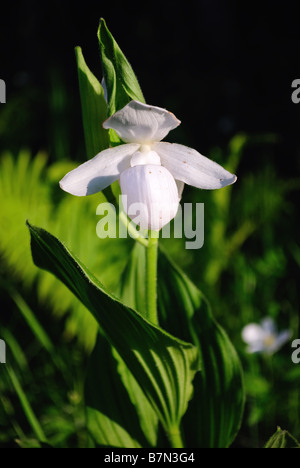 Ungewöhnliche weiße auffällige Frauenschuh Cypripedium reginae Stockfoto