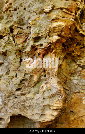 Detail der Sandstein neben natürlichen Brückenbogen in Natural Bridge State Park Kentucky Stockfoto