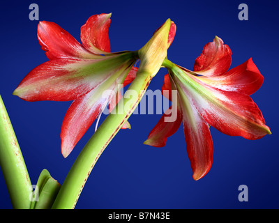 Riesige Amaryllis Lilie in voller Blüte. Stockfoto