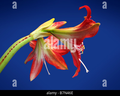 Riesige Amaryllis Lilie in voller Blüte. Stockfoto