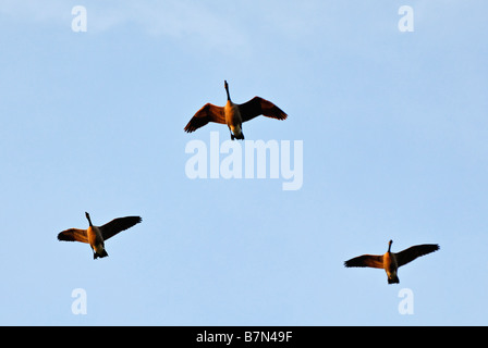 Trio von Kanadagänse fliegen in Formation während der Migration in Indiana Stockfoto