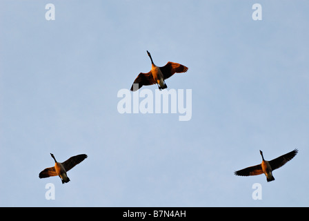 Trio von Kanadagänse fliegen in Formation während der Migration in Indiana Stockfoto