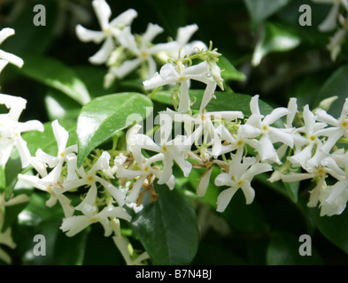 Sterne-Jasmin oder Konföderierten Jasmine, Trachelospermum Jasminoides Syn Rhynchospermum Jasminoides, Lobelia Stockfoto