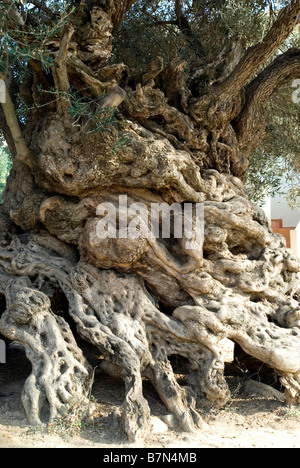 3000 Jahre alte Olivenbaum Stockfoto