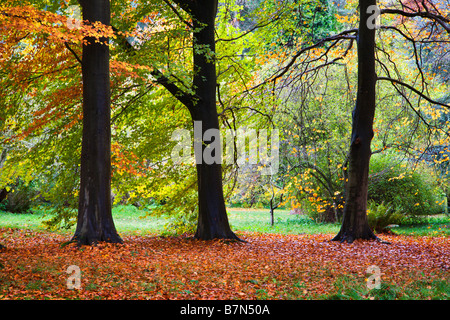 Jennys gehen Thorp Perrow Arboretum Bedale Yorkshire England Stockfoto