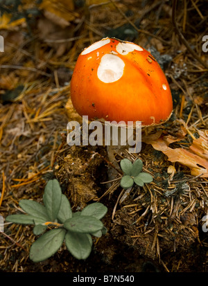 Pilze im Wald Stockfoto