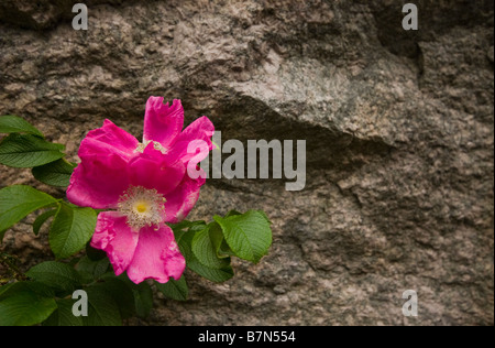 Rosen vor einer Felsformation Stockfoto