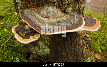 Pilze wachsen auf einem Baum Stockfoto