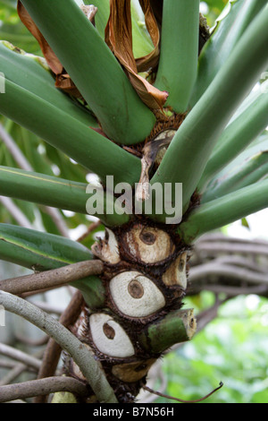 Baum Philodendron, Philodendron Bipinnatifidum, Aronstabgewchse, Brasilien  Stockfotografie - Alamy