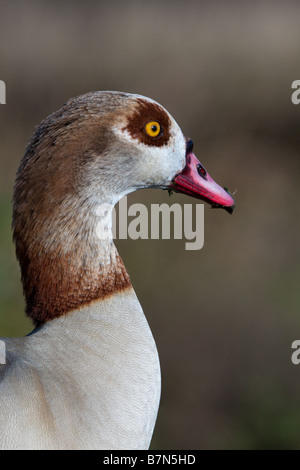 Nahaufnahme der Nilgans (Alopochen Aegyptiacus) Stockfoto