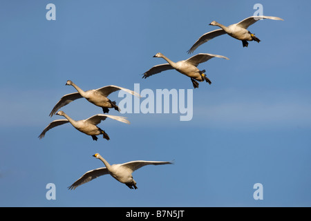 Whooper Schwan Cygnus cygnus Stockfoto