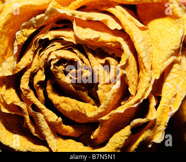 Getrocknete gelbe Rose Nahaufnahme Stockfoto