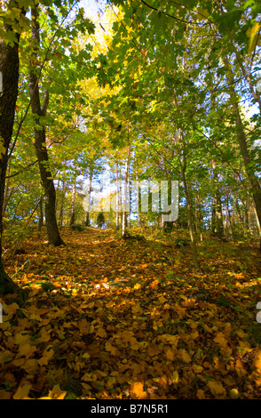 Pfad im Wald bedeckt mit Herbstlaub Stockfoto