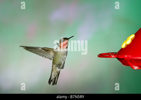 Annas Kolibri Stockfoto