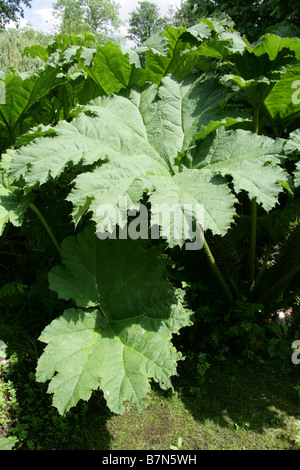 Riesen Rhabarber Gunnera Tinctoria, Gunneraceae Stockfoto