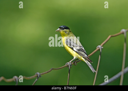 Geringerem Stieglitz Zuchtjahr Psaltria Paradies Cochise County Arizona USA 19 August erwachsenen männlichen Fringillidae Stockfoto