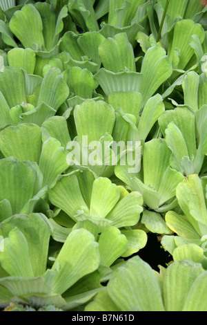 Wassersalat (pistia stratiotes) invasive Arten, die auf der Oberfläche