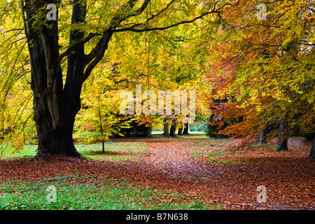 Jennys gehen Thorp Perrow Arboretum Bedale Yorkshire England Stockfoto