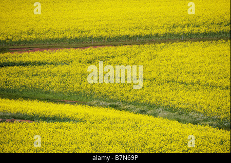Ein Feld von Raps in der Nähe von Brookton in Westaustralien. Stockfoto