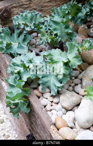 Seekohl Kohl Stockfoto