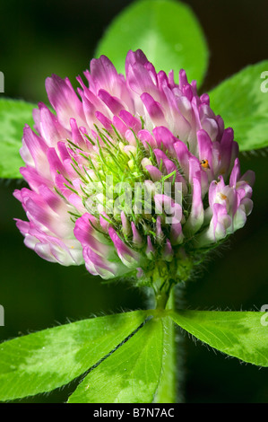 Makroaufnahme einer Kleeblatt, Klee Blüte. Stockfoto