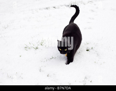 Schwarze Katze, die zu Fuß im Freien, im tiefen Winterschnee PR Stockfoto