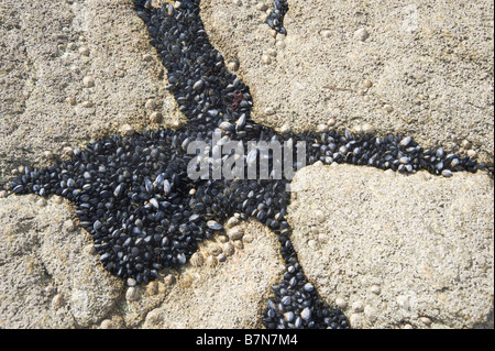 Muscheln in den Felsen Port Maria Quiberon Frankreich Stockfoto