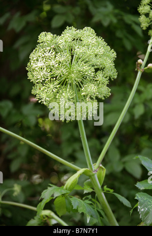 Ältere oder Goutweed Aegopodium Podagraria Apiaceae gemahlen Stockfoto