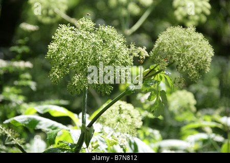 Ältere oder Goutweed Aegopodium Podagraria Apiaceae gemahlen Stockfoto