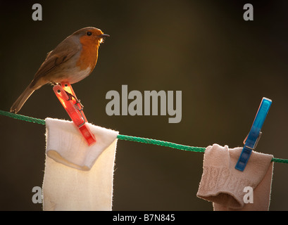 Robin auf der Wäscheleine Stockfoto