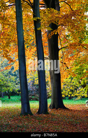 Jennys gehen Thorp Perrow Arboretum Bedale Yorkshire England Stockfoto