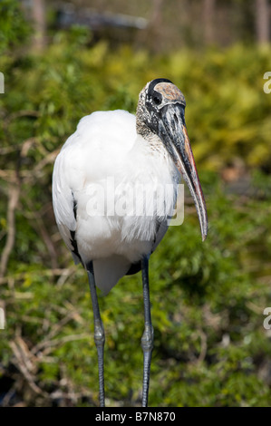 Holz (Mycteria Americana) Storch, Gatorland, Orange Blossom Trail, Orlando, Florida, USA Stockfoto