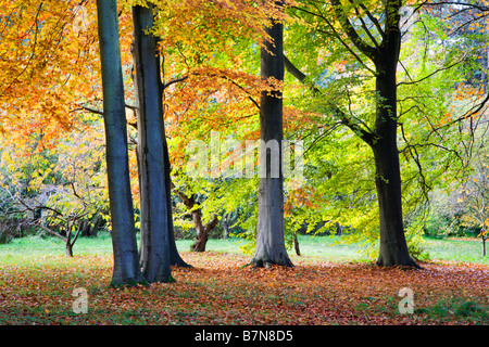 Jennys gehen Thorp Perrow Arboretum Bedale Yorkshire England Stockfoto