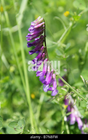 Getuftete Wicke, Vogel-Wicke, Kuh-Wicke oder Tinegrass, Vicia Cracca, Fabaceae Stockfoto